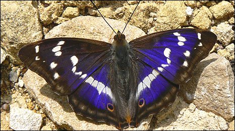 Purple Emperor | Animal Wildlife