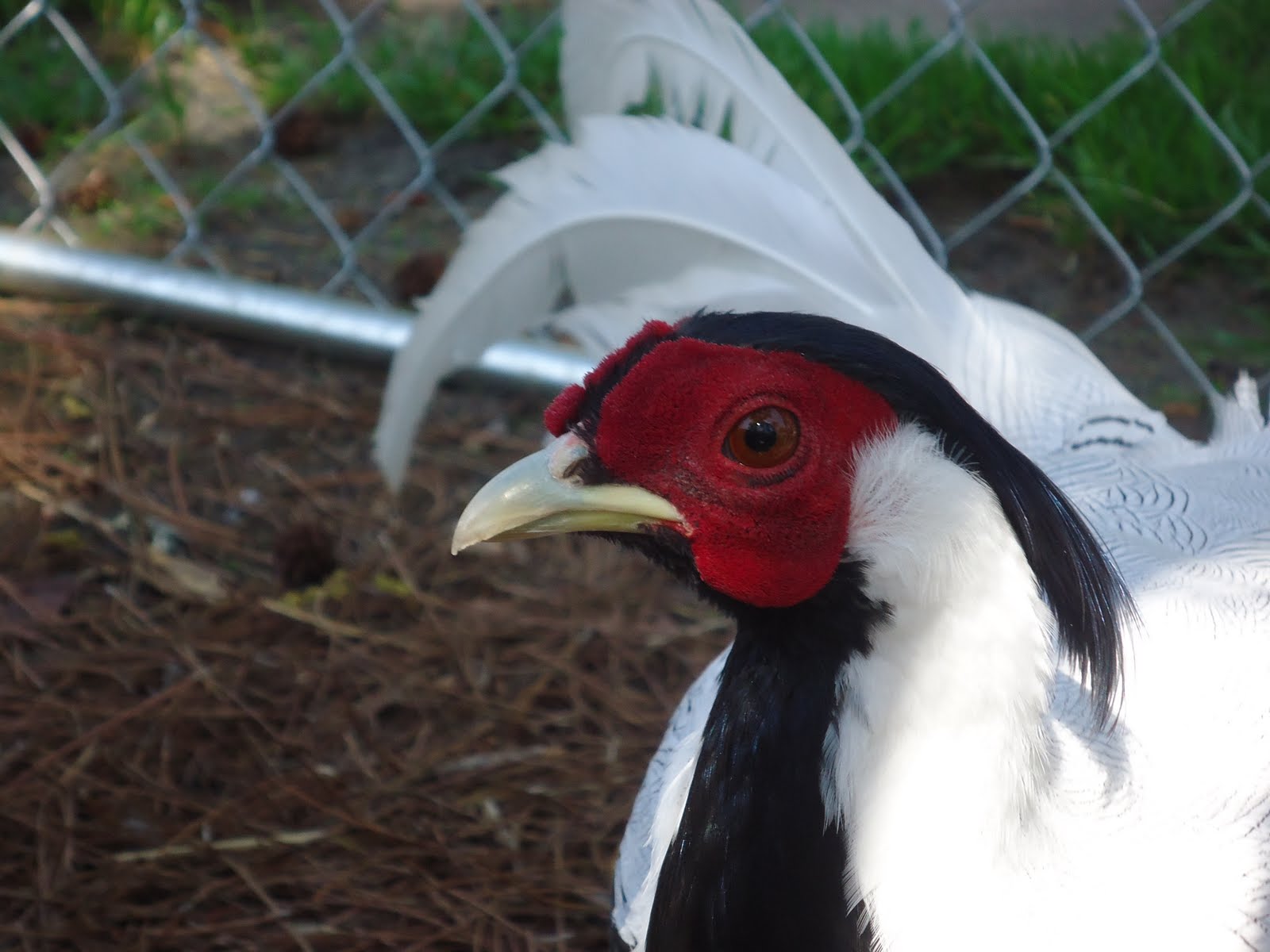 Quail's Hollar Farm Silver Pheasants