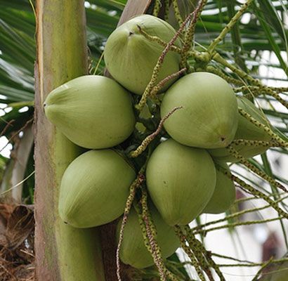 fullsized coconut weighs about 1.44 kilograms 3.2 lb. It takes 