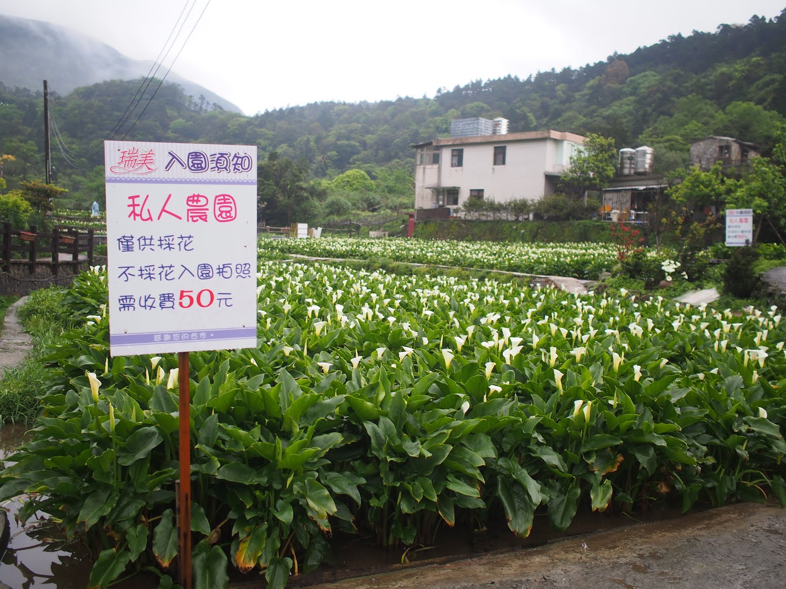 CALLA LILY FESTIVAL AT YANG MING SHAN TAIWAN, ALL YOU NEED TO KNOW