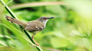 Caraputu Com Media Refrensi Harga Burung Mp3 Burung