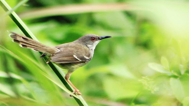 Mp3 Suara Burung Ciblek Gunung Gacor
