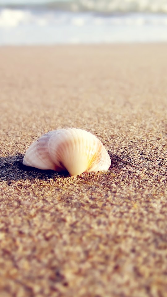   Shell On The Beach   Android Best Wallpaper
