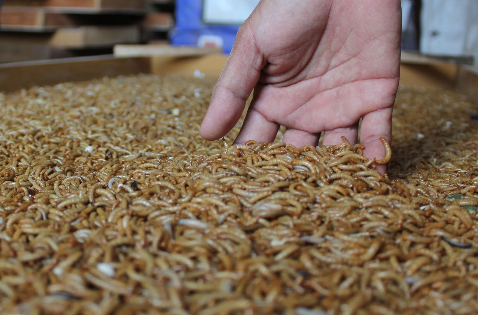 Ulat Hongkong Indonesia