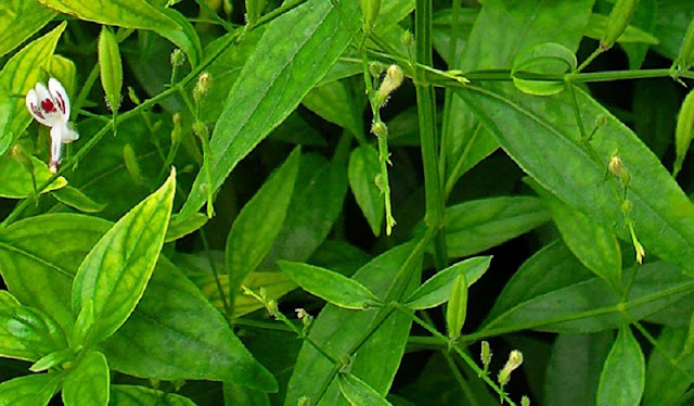 Khasiat dan Manfaat Sambiloto untuk Pengobatan (Andrographis Paniculata Ness.)