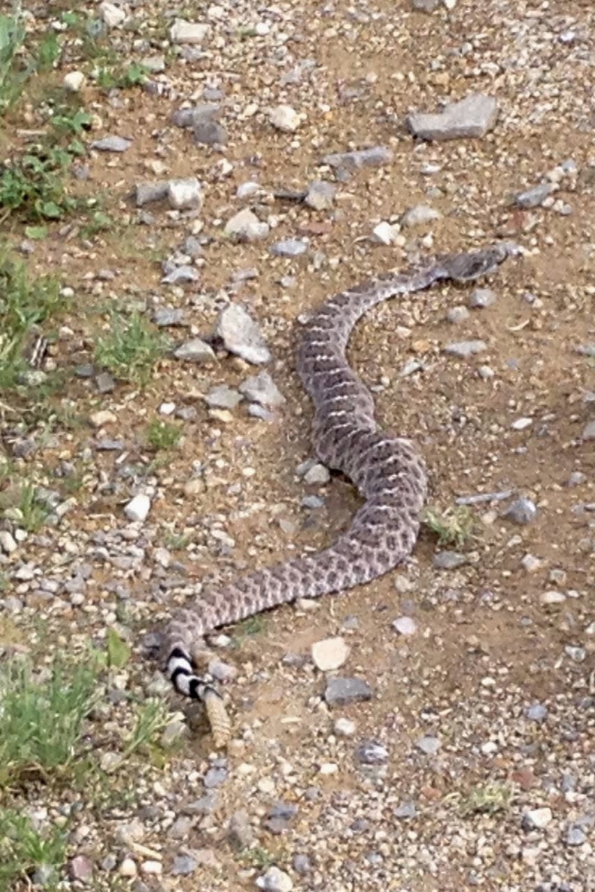 Greg's Running Adventures Snakes!