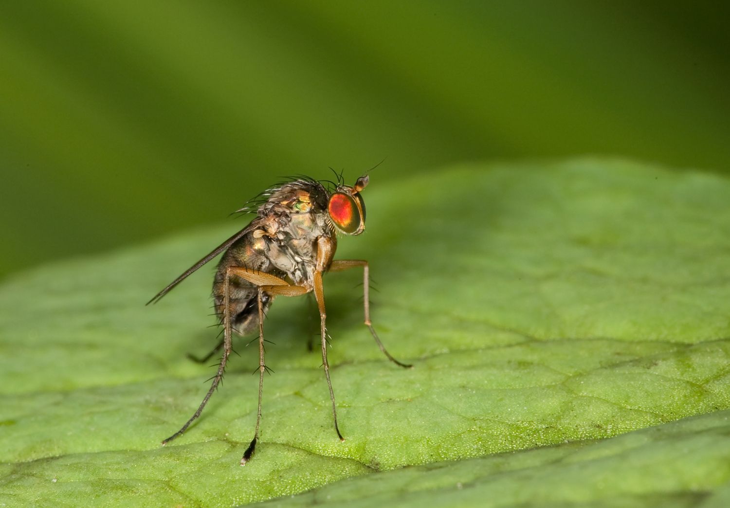 Irish Wildlife Photography Longlegged fly
