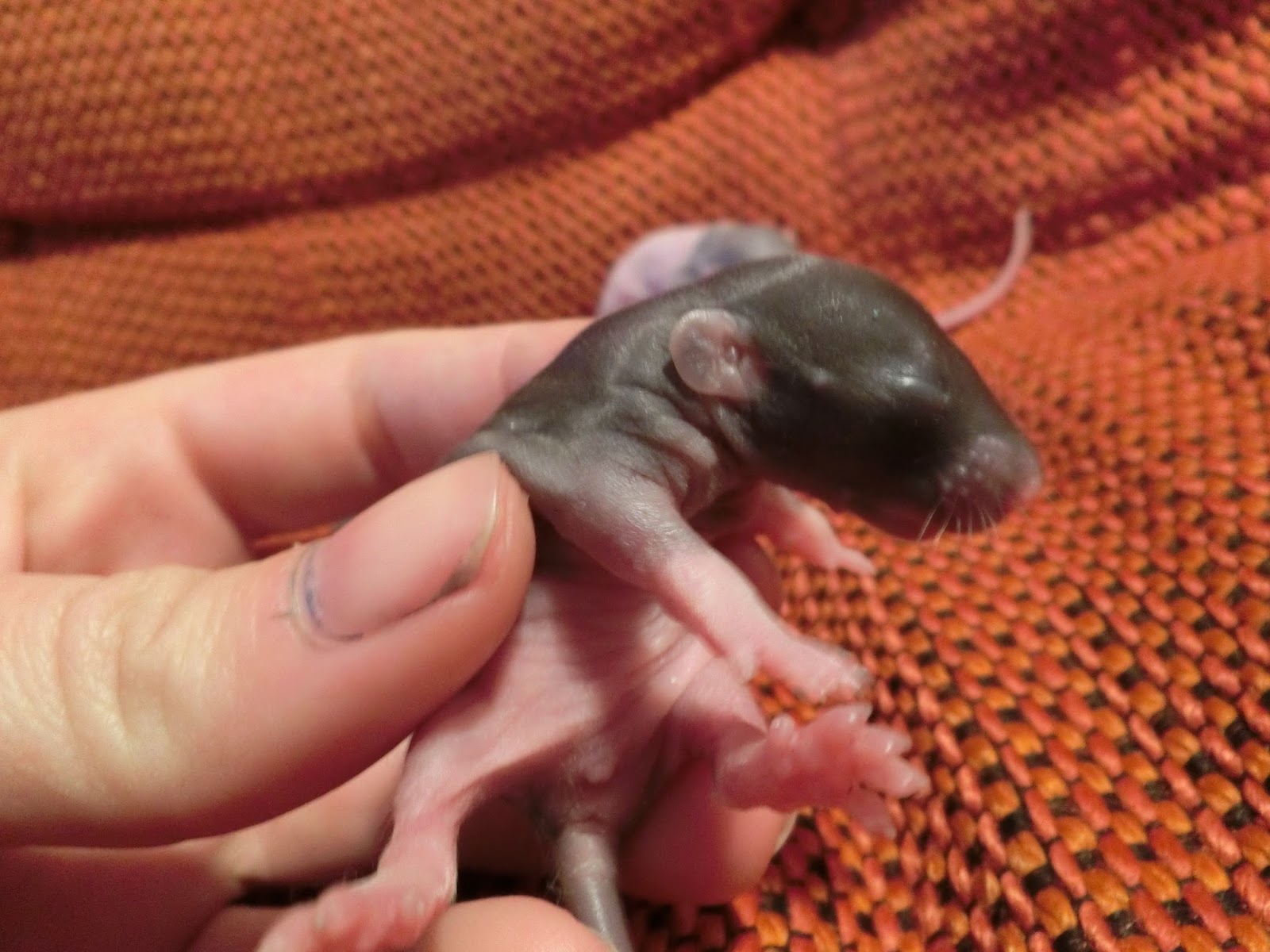 Nau speak Baby Rat Growth & Development Part 1 the first 10 days