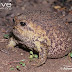 what is the function of the fat bodies in frogs Ovarian morphology and
follicular development in frogs. the fat bodies