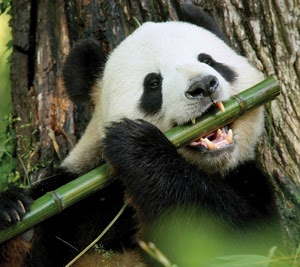 Panda Panda with bamboo