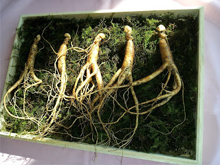 Herbs That Boost Your Energy