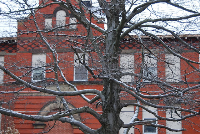 One of the mature maples at the front of our property seen against the antique brick of the old school house across the street. Some of our elderly neighbors attended this school many years ago.