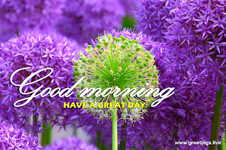 good morning wishes purple flowers