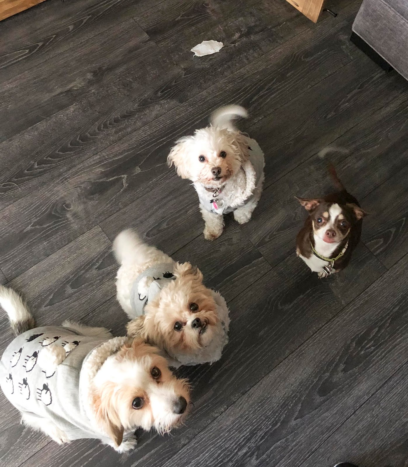 Florida Dog Walkers and Pet Sitters Miami Doggie Daycare & Boarding