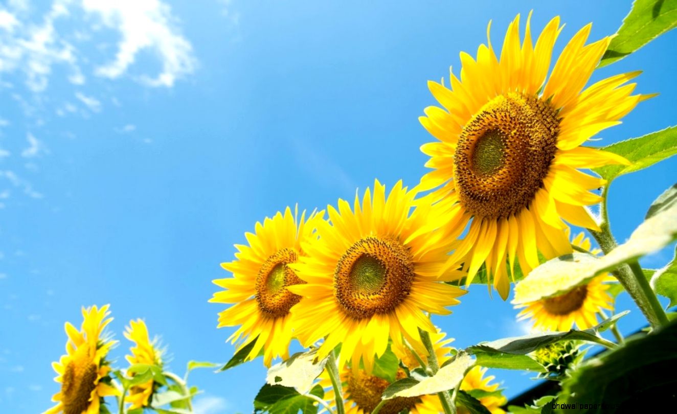 Sunflower Wallpaper   Android Apps on Google Play