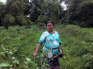 In The Middle Of The Field with Solanum Melongena Plants, Bali, Indonesia