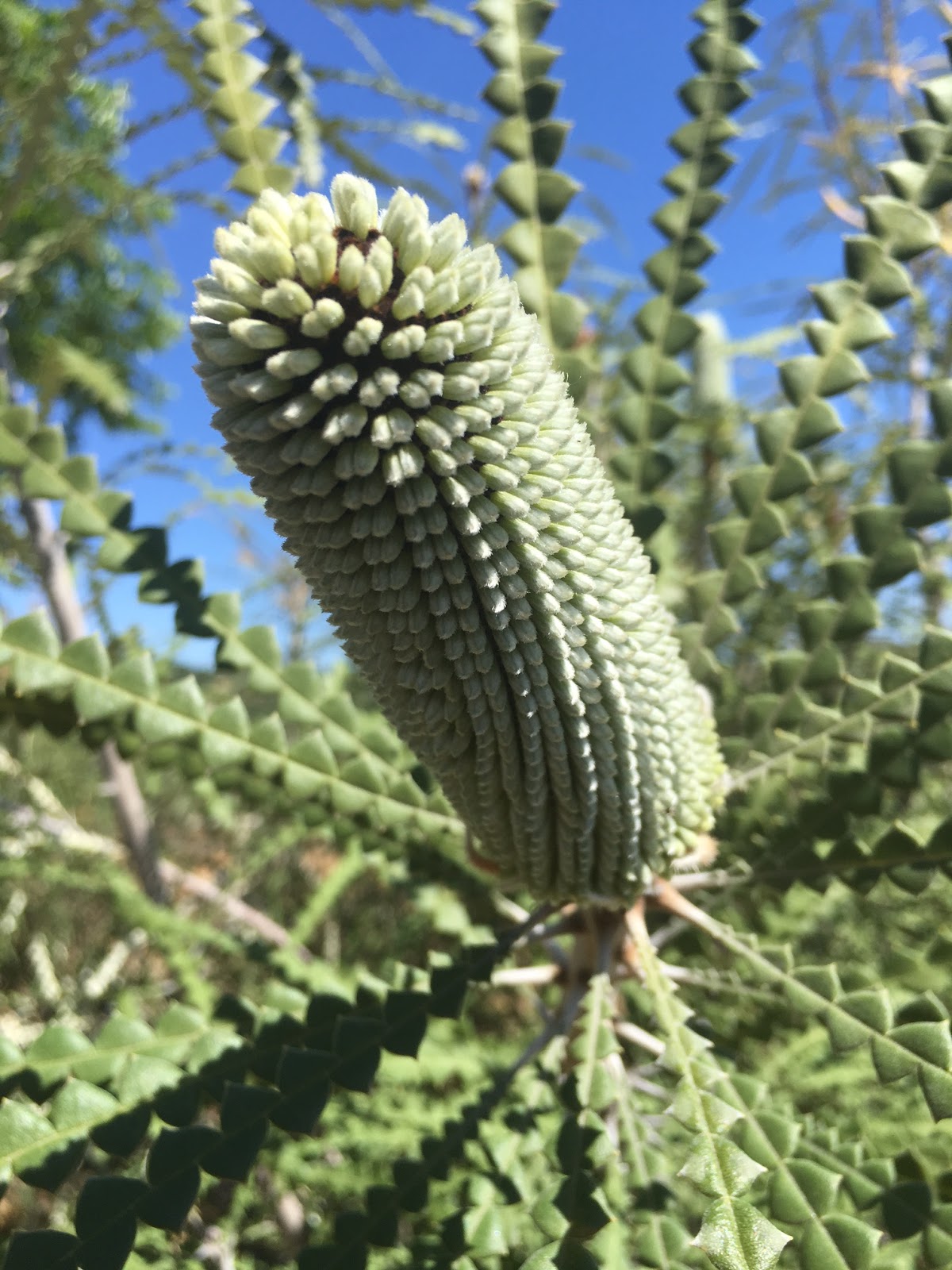 A Passion for Flowers In the Field Banksia Speciosa