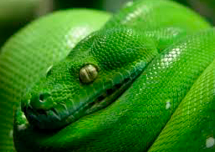 Qual a importância do sonho e como estimular um sono tranquilo sonhar com cobra