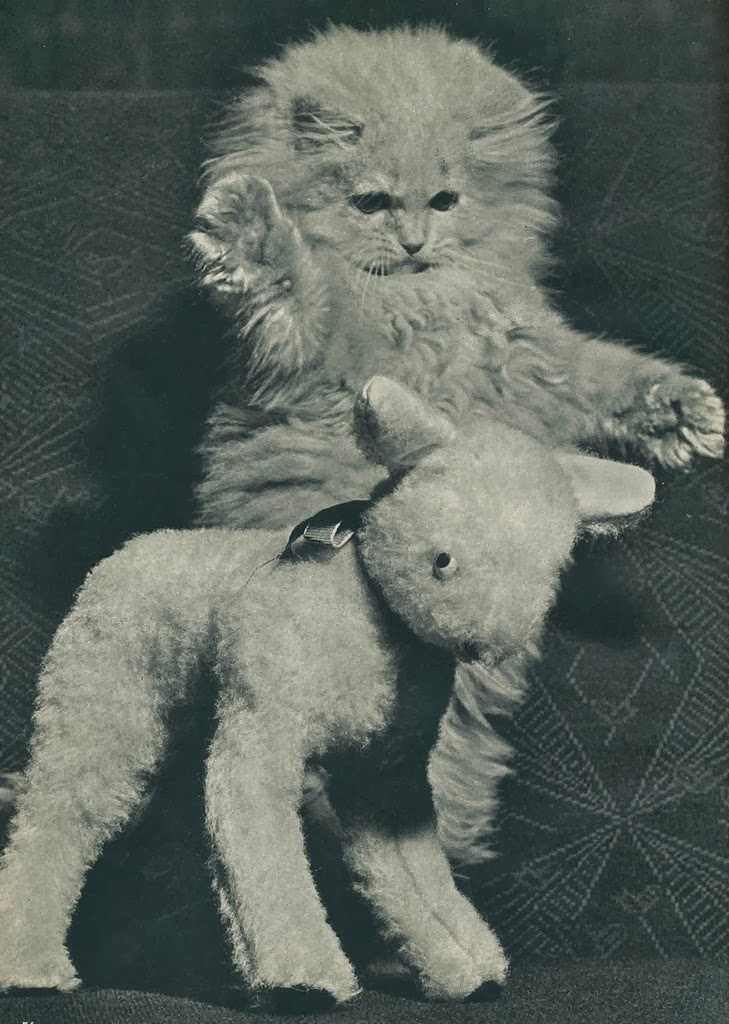 Vintage Photos of Cats From the 1950s Vintage Everyday