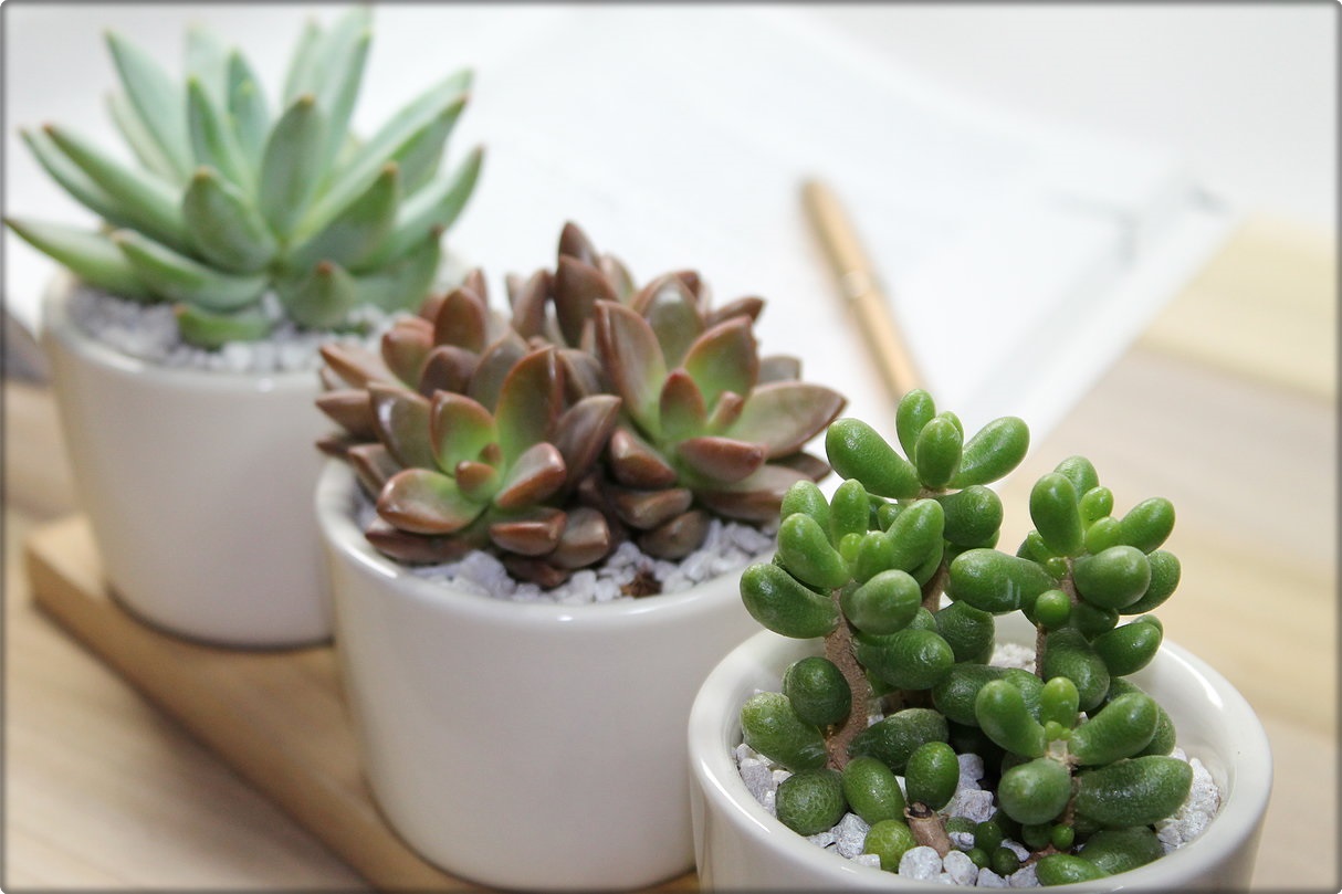 Cacti and Succulents for Your Office Desk