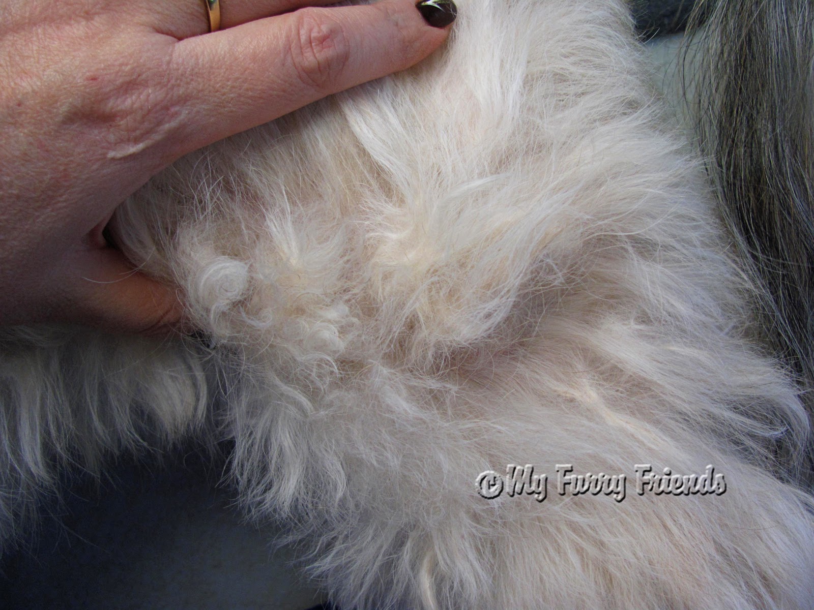 Grooming Your Furry Friend What Does it Mean When My Groomer Says My