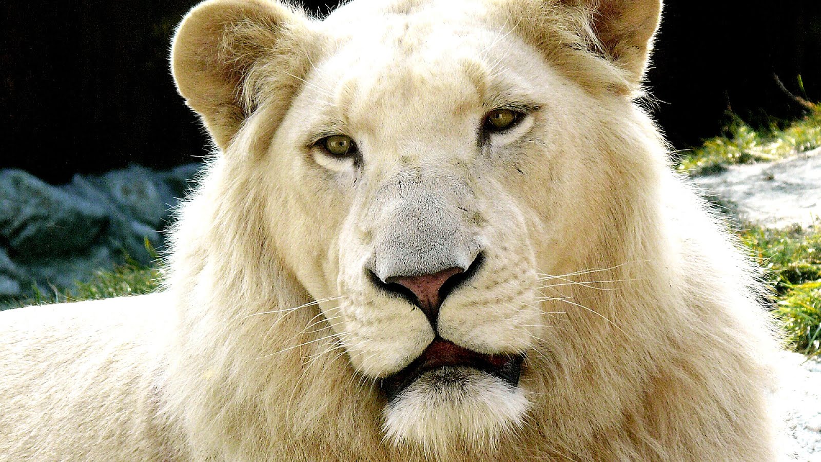 Endangered White Lion Information - Danger Choices