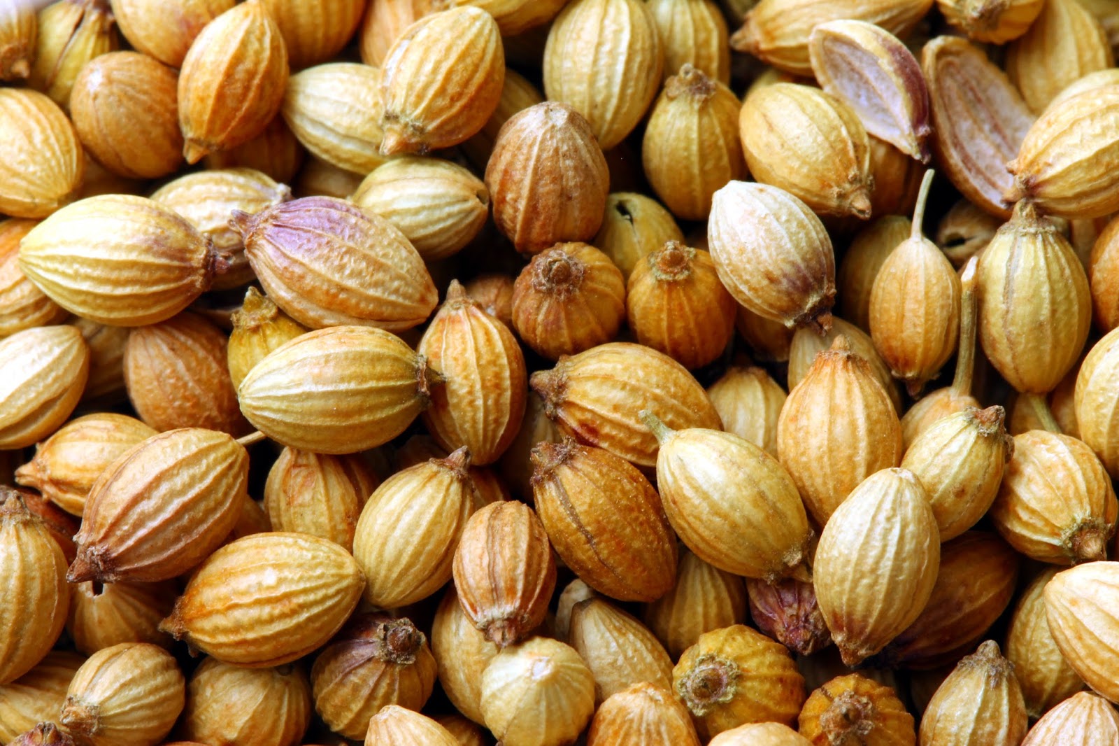 Gose NEIPA Principles for Coriander Jay Corriveau