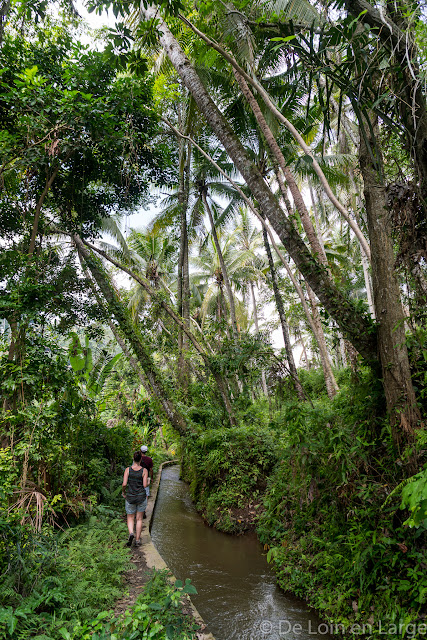 Vallée de la Sungaï Ayung - Ubud - Bali