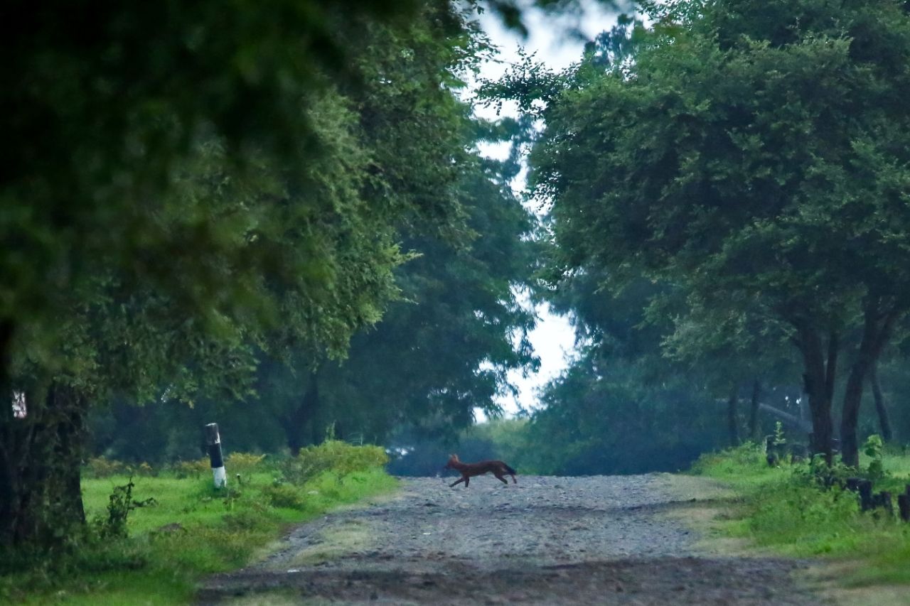 Berjumpa Ajag Itu Ternyata Mendebarkan Kraksaan Online