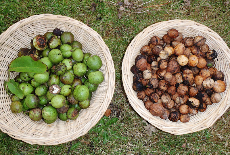 The Urbane Forager Wet Walnuts