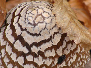 Coprinopsis picacea DSC48714