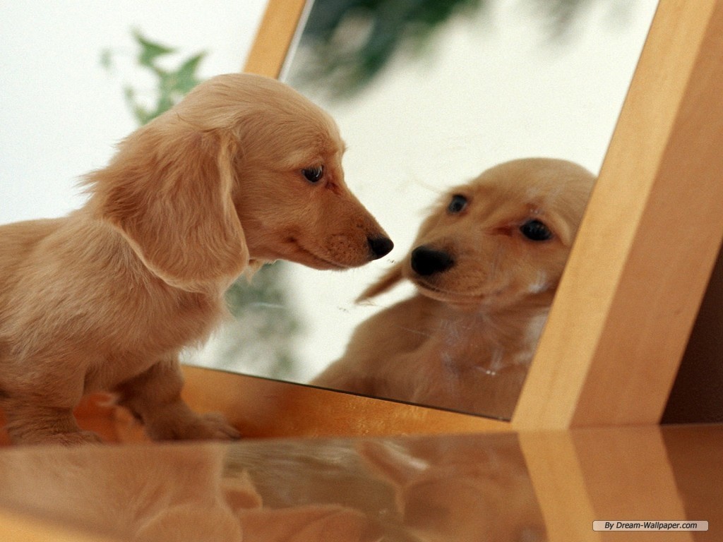 Cute Dogs Miniature Dachshund Dog