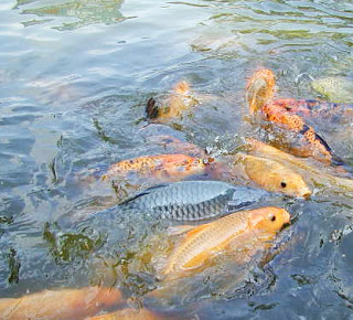 15 Cara Ternak Mujair Di Kolam Terpal Arenahewan Com