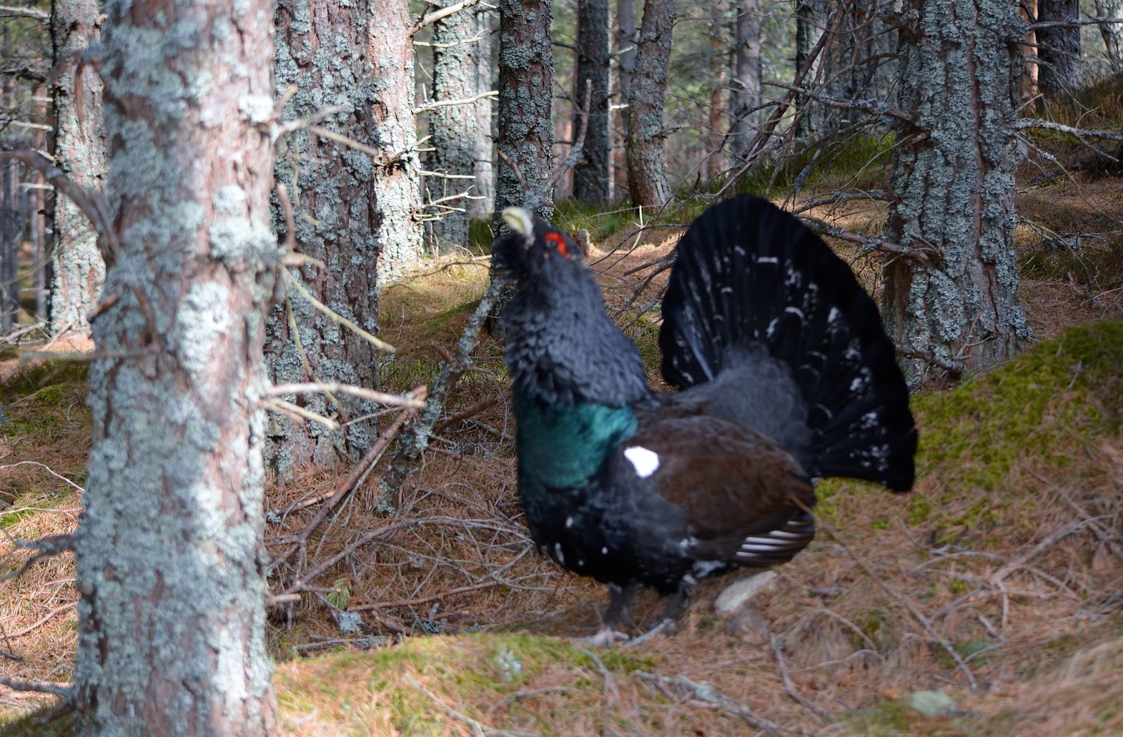 Scottish Gamekeepers Association News GAMEKEEPERS BACK DOGS ON LEADS