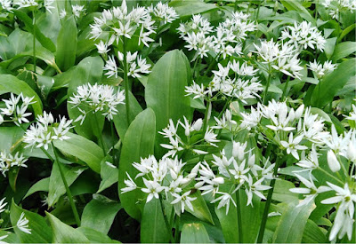 Wild Garlic