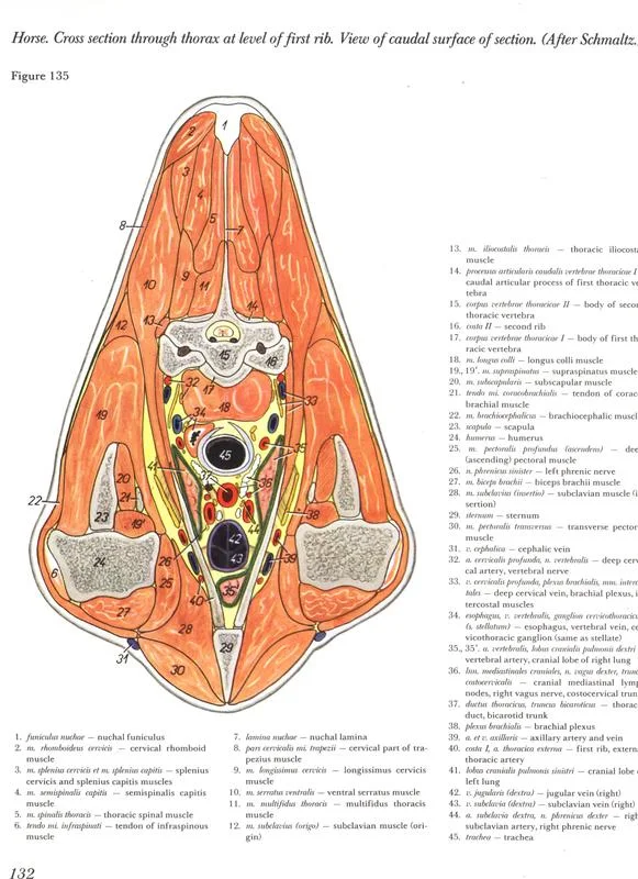 horse-cross-through-thorax-first-rib-caudal-surface-section-after-schmaltz-anatomia-cavalo-egua-equino-vetarq-veterinaria-popesko-pdf