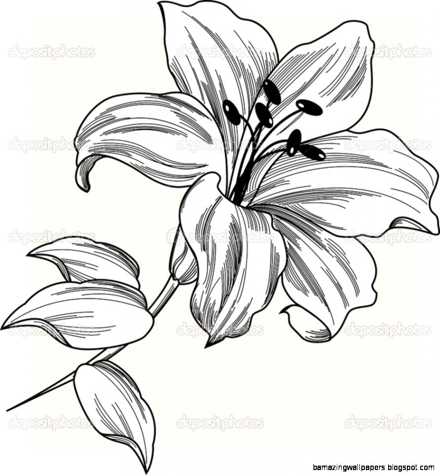 Flower Lily — Stock Vector © Mur34 6608557