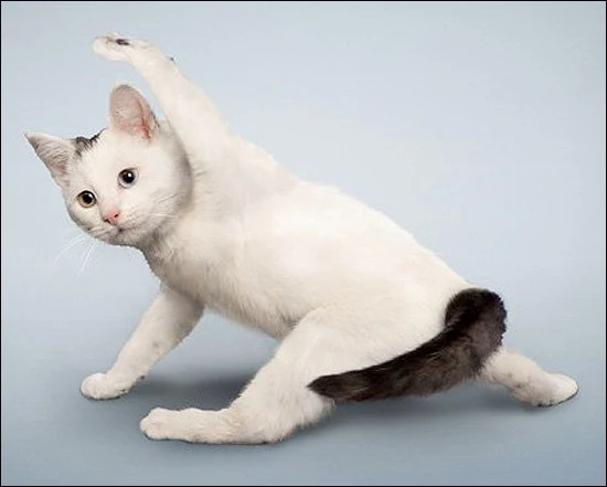 Dan Borris | Professional photographer | Yoga Dogs and Kittens