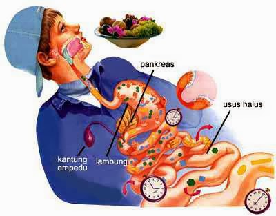 vonnykalsum: Sistem Pencernaan Makanan Pada Manusia