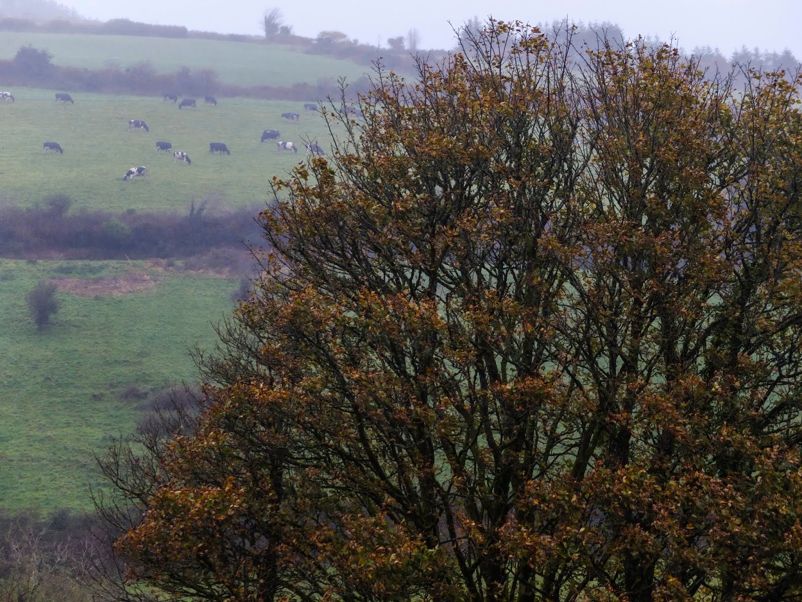 Brown leaves on a Maple tree in fog in a valley in North Cork.