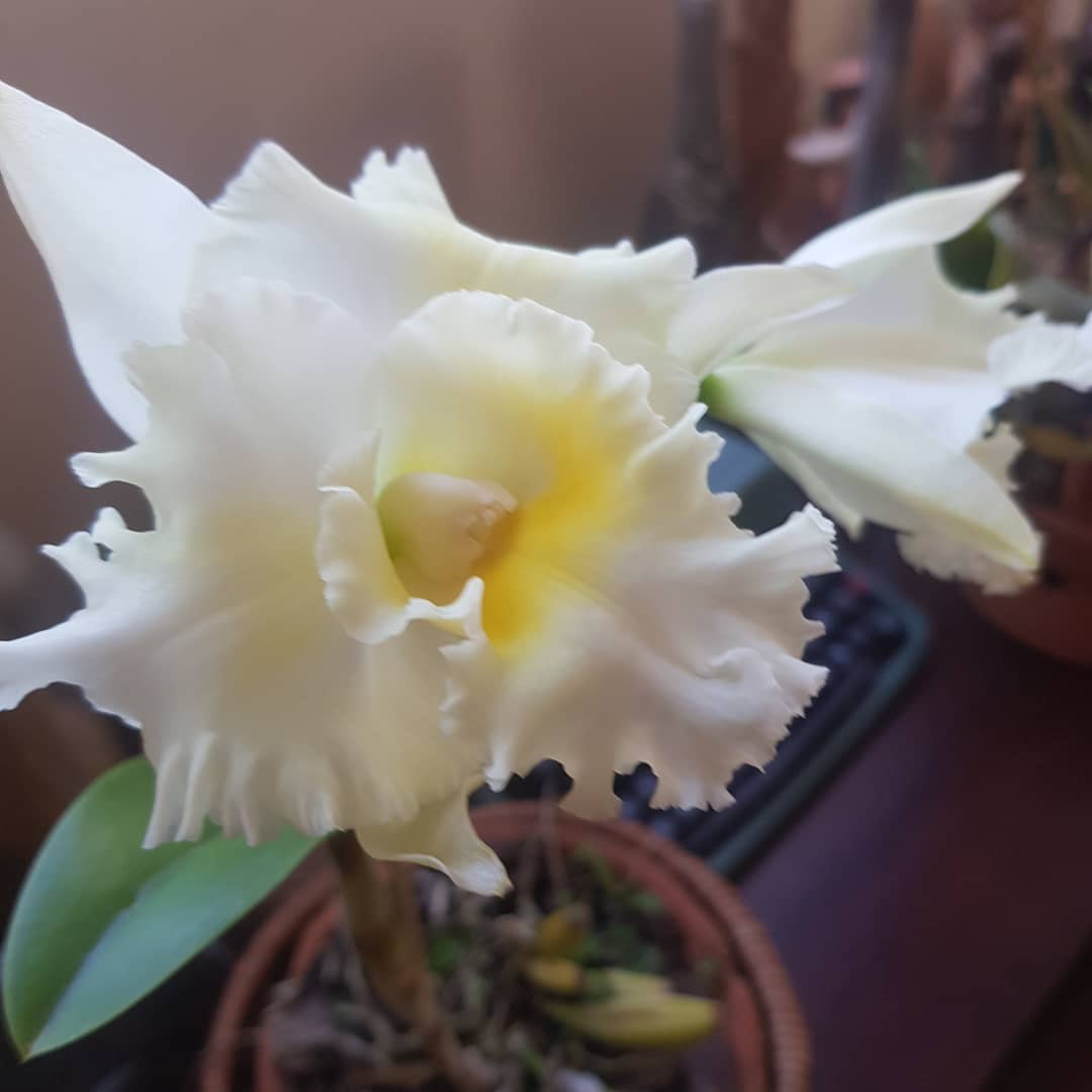 Orquídea Online