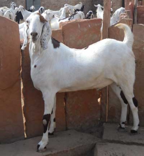 Agro Farming Business In India: Goat breeds suitable for farming in ...