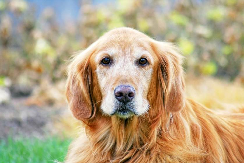 organic vitamins for senior dogs