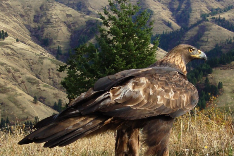Resilient golden eagles a sign of hope after Washington wildfires