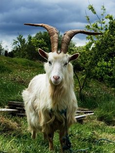 goat images