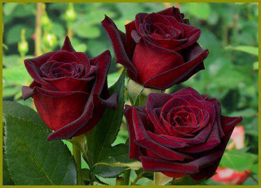 lovely red rose wallpaper image