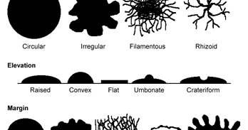 Koloni Bakteri Rantai