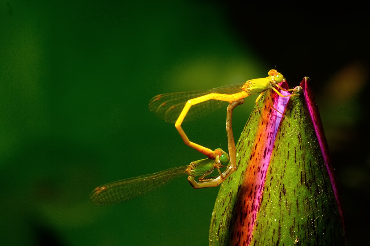 School Of Digital Photography How to Use Old Film Camera Lenses on