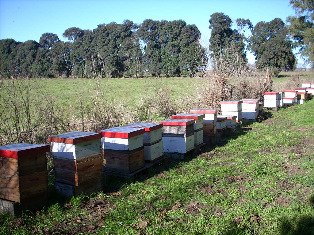 Salvemos a las Abejas