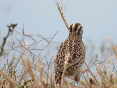 Sacramento National Wildlife Refuge